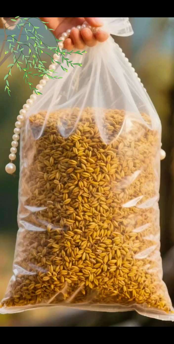 家人们看过来!黄苦荞茶必须安排🥳 精选优质黄苦荞,颗粒饱满,自然晾晒。开水冲泡,汤色金黄透亮,麦香浓郁。喝上一口,口感醇厚,微微回甘,清爽解腻✨ 日常办公,泡一杯提神又养生;大餐之后,来一杯刮油去脂;送长辈朋友,健康又贴心👍 不管是自饮调理,还是分享他人,都超合适。别犹豫,戳链接下单,让黄苦荞茶陪你开启健康生活,每一口都是自然的馈赠,囤几包准没错~ #黄苦荞茶 #养生茶 #健康饮品 #刮油解腻 #日常调理