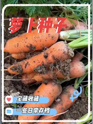 #水果胡萝卜, 它外表鲜红亮丽,肉质脆嫩清甜,非常好吃!种植方法也简单,撒播就行,既可以阳台盆栽,也可以小院种植,南北方都能种。#胡萝卜种子#胡萝卜#蔬菜种子