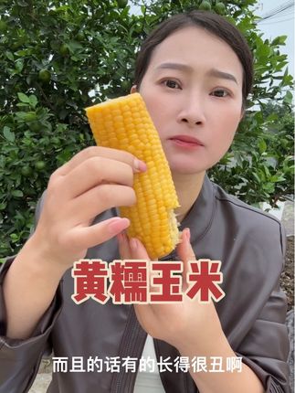 东北黄糯玉米真的非常适合当早餐#糯玉米 #正宗玉米香甜软糯 #软糯香甜 #健康食品