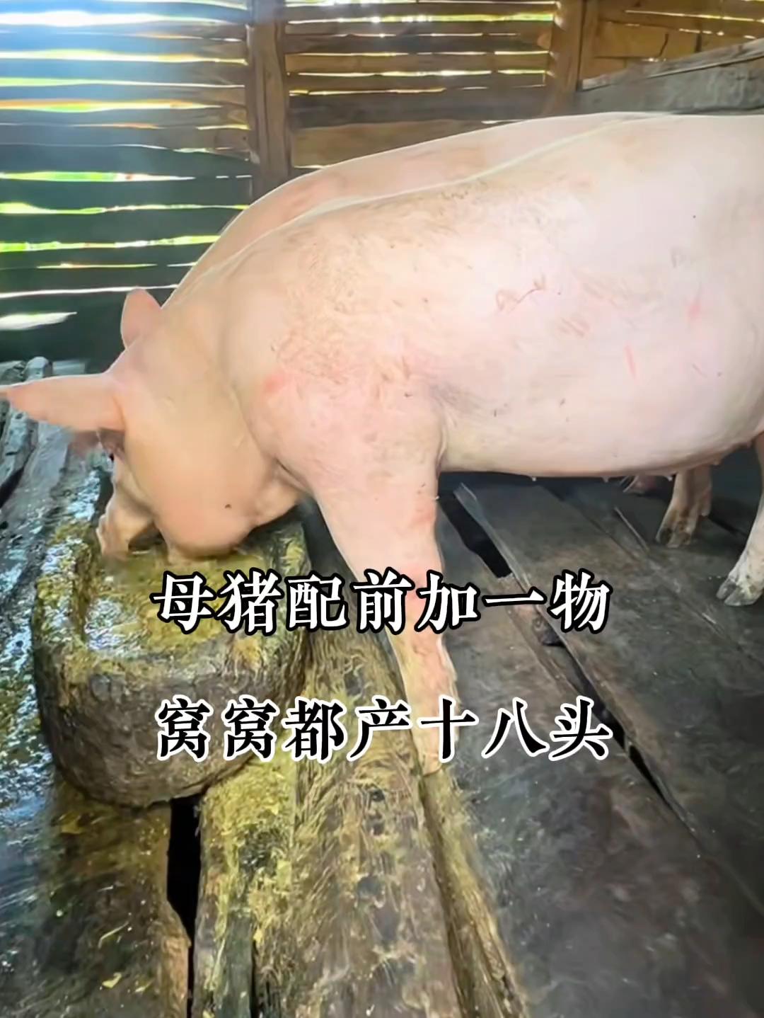 #养猪人 #母猪养殖技术 #自繁自养 #养猪人不容易 #养猪人加油干