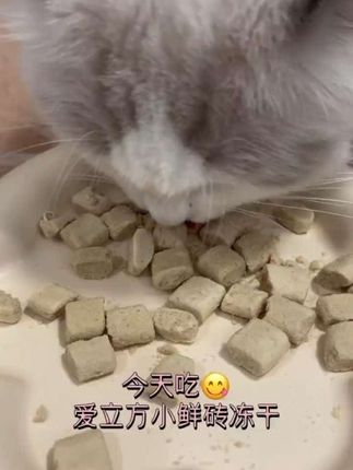 猫咪爱吃的主食冻干,好吃还能长肉肉#爱立方小鲜砖 #主食冻干 #萌宠好物 #猫咪沉浸式吃东西 #养猫好物推荐