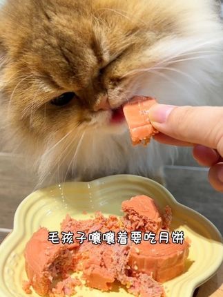 给毛孩子的中秋月饼来啦 这一个礼盒真的心意满满!送人是很不错的选择呢#养猫 #猫咪日常 #宠物月饼 #宠胖子 #铲屎官的乐趣
