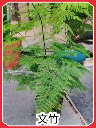 这文竹又清雅又秀丽#文竹盆栽 #文竹 #文竹盆景 #花卉绿植 #花卉绿植盆栽