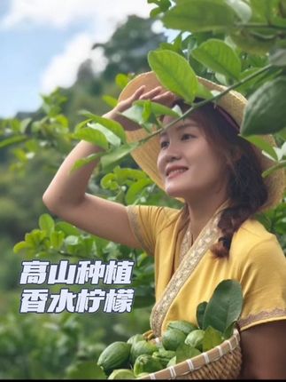 云南高山上的无籽香水柠檬,高品质,现摘现发#三农#奶茶店同款柠檬#无籽香水柠檬一级果