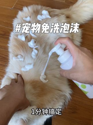 对于不想经常给毛孩子洗澡的,免洗泡沫真的很不错,温和不刺激,滋润毛发,清洗也方便#养猫新手 #萌宠好物#珀克鲁免洗泡沫