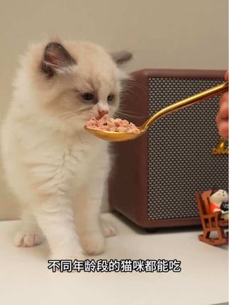 一碗猫饭约等于十几袋高蛋白猫粮, 长肉肉就快给他吃嘟之谷猫饭吧#自制猫饭 #猫饭 #配餐