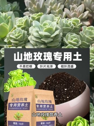 种植山地玫瑰的。推荐这款#山地玫瑰营养土 #山地玫瑰 #多肉植物 #园艺