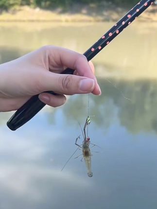 胜丸虾钩专用钓虾线组河虾钩针罗氏虾钩针炙龙虾钩神器草虾工具#钓虾线组 #虾钩 #虾钩制作 #钓虾钩