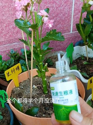 移栽扦插各种花卉绿植都可以用的一款生根液,达科塔长寿花