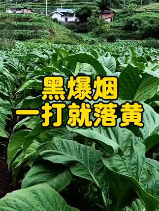 憨烟黑爆烟打两到三遍大红甲正常落黄#分享农业知识帮农民增产增收 #烤烟种植技术与管理 #三农流量扶持计划 #烤烟落黄提质增产就用大红甲 #新农人计划