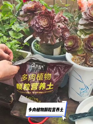 太划算了9.9一袋十二斤包邮到家,#多肉 #多肉颗粒土 #多肉养护 #养护小知识 #花卉绿植