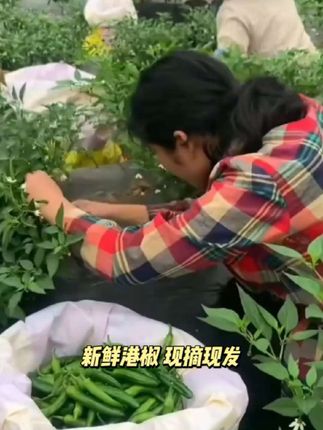 新鲜港椒5斤/2斤装 现摘现发特辣辣椒腌制咸菜泡菜蘸酱菜