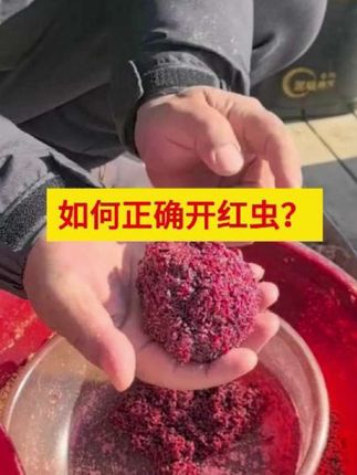 如何正确开红虫? #钓鱼 #钓鱼的乐趣只有钓鱼人懂 #钓鱼人 #钓鱼人就是这么疯狂 #钓鱼技巧