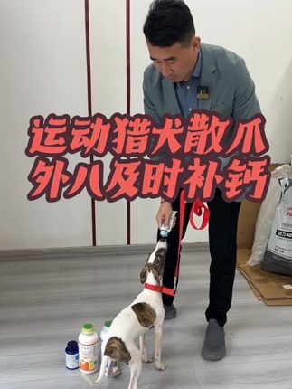 #实战猎犬 #猎犬热爱 #养狗经验分享 #猎犬爱好者 #惠比特