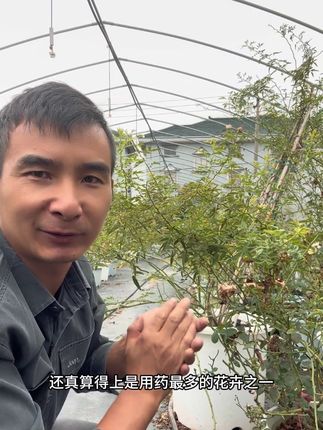 养月季用最多的药就是白粉黑斑了,这个苯甲吡唑酯都能用它来防治#月季养护 #病虫害防治