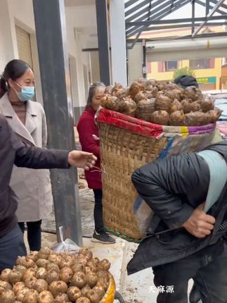 #新鲜天麻炖鸡 #新鲜采挖 #新鲜天麻 #大山里的味道 #滋补养生汤 冬吃萝卜夏吃姜,不如来碗天麻汤!都知道天麻用来煲鸡汤煲排骨汤都很好吃的。汤香味美有营养,喜欢吃的可以家里多囤点。