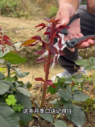 这条月季口诀记得住,养好月季没难度#花卉绿植 #养花小知识 #月季