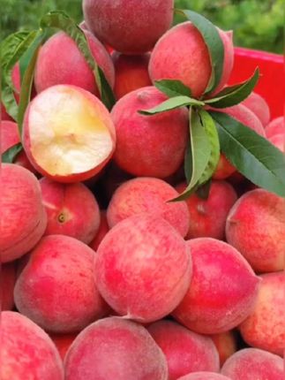 #脆桃#桃子熟了 #水蜜桃#优质农产品 #现摘现发