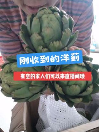 #洋蓟 坚持分享洋蓟,吃洋蓟,喝洋蓟茶!现在的洋蓟越来越好哈!