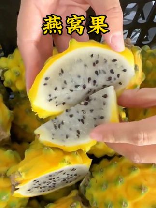 燕窝果又叫麒麟果,鲜甜多汁,汁水丰富#新鲜采摘 #快来一起尝个鲜 #燕窝果 #麒麟果 #应季水果