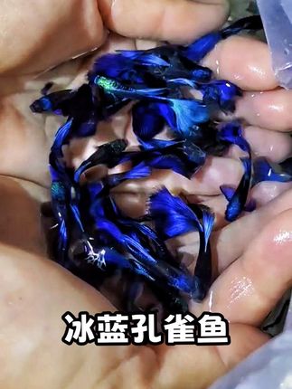 鱼缸里缺的“蓝精灵”来啦~ 冰蓝孔雀鱼真·自带滤镜!半透明尾鳍泛着雾感蓝光,游动时像碎冰飘在水里,新手也能养,不用费心调水温,喂点鱼食就能活 关键是群游绝了!随便放几条进鱼缸,整个鱼缸瞬间有了灵动感,晚上开小灯,蓝光晃悠悠的,连加班回家看一眼都解压 #观赏鱼 #养鱼 #养鱼日记 #孔雀鱼 #冰蓝孔雀鱼