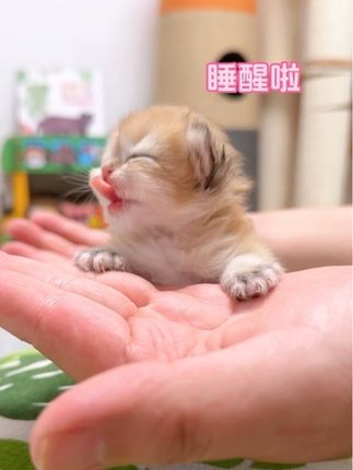以防你没有见过刚睡醒的小奶猫吐舌头~ #小奶猫 #小奶猫成长记 #万物可爱计划