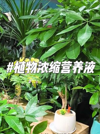这就是养花达人爱不释手的浓缩营养液,每次浇水时兑上一瓶盖,就可以满足#花卉绿植 所需养分 #养花万能肥料推荐 #养花小知识 #家庭养花达人 #分享家庭养花知识