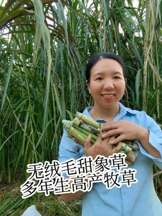 无绒毛甜象草多年生高产牧草 多年生产量高牧草,无绒毛甜象草,肥水够,秸秆也可以很粗壮,多年生高产牧草,一米之前全是叶片,喂鱼兔子牛羊可以直接收割饲喂。无绒毛甜象草,口感清甜,牛羊特别爱吃。长到一米半之前的牧草,收割不用揉丝粉碎,牛羊直接都能吃得干净,不会造成浪费。两三米高收割,粉碎喂牛羊,粉末喂猪鸡鸭鹅鸵鸟,都可以,用牧草养殖可以降低养殖成本,提高养殖效益。多年生的高产牧草种一次收割20年,年亩产25吨以上。养殖牛羊,驴马,梅花鹿,草鱼,兔子,猪,鸡鸭鹅,鸵鸟都可以多种一些。 #无绒毛甜象草 #牧草养殖 #牧草种植 #牛羊草料 #高产牧草@DOU+上热门 @巨量千川