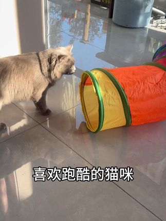 在彩虹隧道里自由的穿梭,大概只有猫咪能懂吧,好快乐呀#家有毛孩子 #彩虹隧道爬行筒 #猫咪日常 #萌宠出道计划 #小猫咪三分迷茫七分呆滞