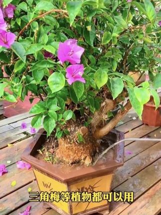#我的花花草草 #君子兰 #花卉绿植