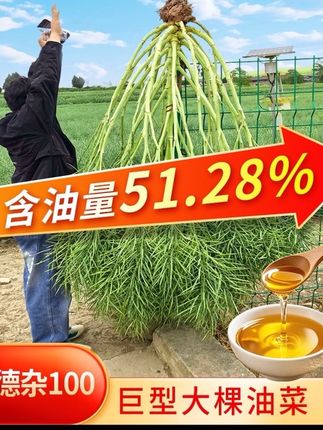 德杂100高产油菜种子#三农种植 #农村生活 #抖音助农扶农 #服务三农支持三农
