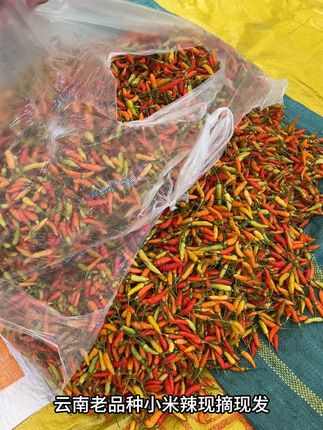 云南老品种小米辣 新鲜现摘老品种小米辣,打蘸水,舂碎蘸酸果子,特别香辣#老品种小米辣 #优质农产品 #小米辣 #云南老品种小米辣