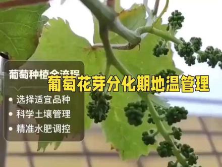 冬暖式大棚促早葡萄管理,花芽分化期的温度和地温控制如何操控,老于详细讲解#三农 #新农人计划 #抖音助农