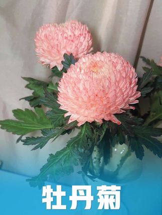 原来这就是传说中的人间富贵花,“不是花中偏爱菊,此花开尽更无花”人间富贵花牡丹菊,富贵又吉祥,品性高洁,雍容华贵,好看又耐养,超长待机的花期,新手小白都可以闭眼入的一款,顽强的生命力让它随随便便都可以养20天到一个月左右的花期。这样一款颜值高,花期长,好养护又富贵逼人的花花,我真的是太爱它了。