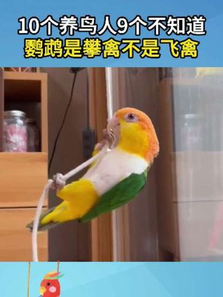 10个养鸟人 9个不知道,鹦鹉其实是攀禽 不是飞禽#鹦鹉#鹦鹉日常 #鹦鹉鹦鹉萌萌哒逗鹦鹉 #鹦鹉小白