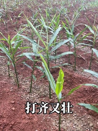 #生姜种植