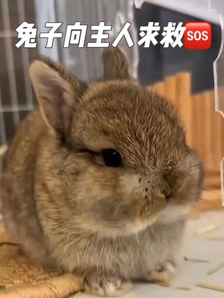 兔子得求救🆘行为,知道吗?#兔子磨牙棒#兔子磨牙#兔子牙齿问题 #兔子啃笼子#兔子牙齿过长