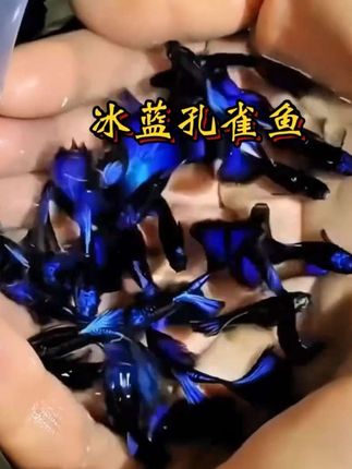 冰蓝孔雀鱼#冰蓝孔雀鱼 #养鱼日记 #水族 #鱼缸里的大自然 #热门 @抖加🔥上热门🔥dou+🔥热点宝 @网红热搜榜🔥 @DOU+上热门 @抖音小助手 @每日热搜