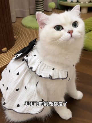 超可爱的吊带飞袖蓬蓬裙,谁穿谁好看~ #猫咪衣服 #可爱到爆炸💥 #小猫咪也是需要打扮的 #萌宠好物