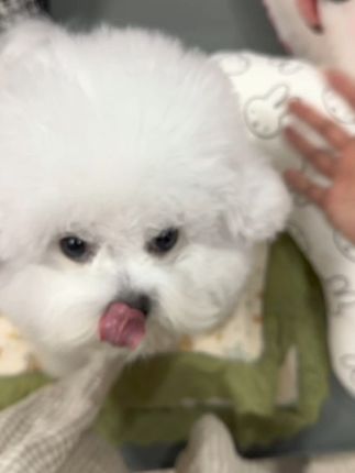 和小狗幸福的每一天#万物可爱计划 #它真的好像个小宝宝 #精致小狗的一天 #不养狗不知道养狗的乐趣