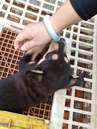 来赶集了#四眼铁包金