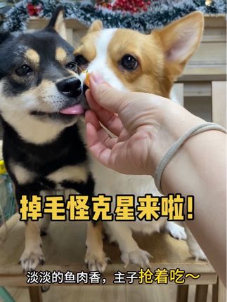 掉毛怪的克星来啦!超棒的鱼油!#宠物掉毛 #宠物鱼油 #柯基掉毛 #绝魅深海鱼油 #掉毛怪
