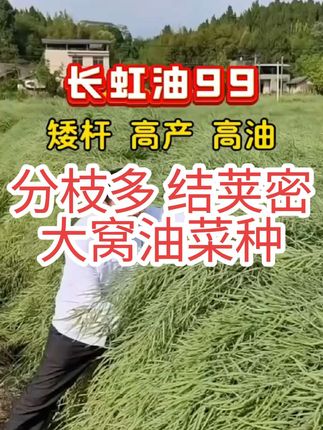 种不种油菜?都建议你看一下.看了就不想再种普通油菜了 #油菜种子 #油菜种植 #好品种#长虹油99 #金丰收种业