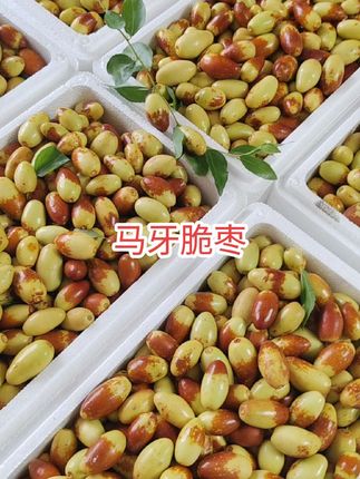 #优质农产品 #现摘新鲜水果 马牙脆枣果园直发小车里下单