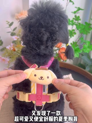 夏季出门遛狗要安全舒服不闷热,也要好看可爱漂亮啊#宠物牵引胸背 #遛狗牵绳