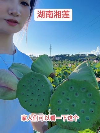 新鲜嫩莲蓬现摘现发#基地直供#新鲜采摘 #我的乡村生活