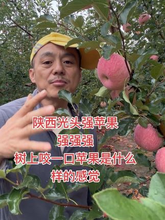 陕西#洛川红富士 #产地直发 #应季水果 #脆甜多汁#