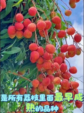 #优质水果 #果园采摘 杨贵妃都没吃过的荔枝,你吃过吗?来自海南的桂花香荔枝作为最早成熟的品种,沐浴着海岛阳光和雨水,野蛮生长,只为带给你每年第一口属于荔枝的甜蜜,可薄可小。果肉清甜多汁,还有一股独特的桂花香气,一年一季,现在新鲜上市,果园现摘现发,快来尝尝今年的第一口甜蜜吧!#原产地 #助农水果 #特色农产品