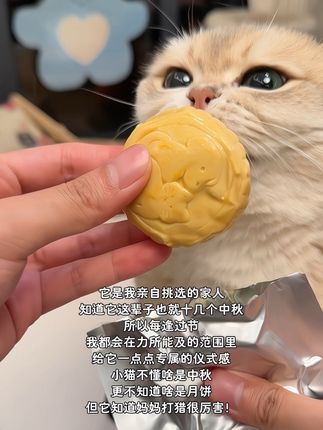 小猫也是我最爱的家人,今年中秋当然也要一起过呀#宠物月饼 #猫零食 #狗零食