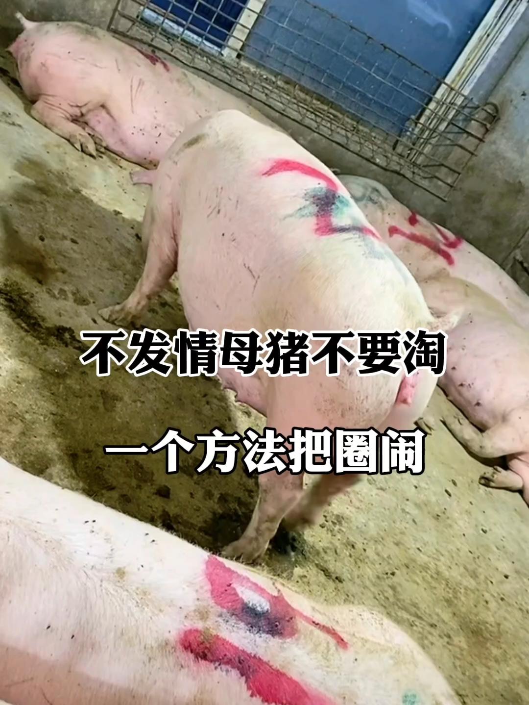 #养猪人 #母猪养殖技术 #自繁自养 #养猪人不容易 #养猪人加油干